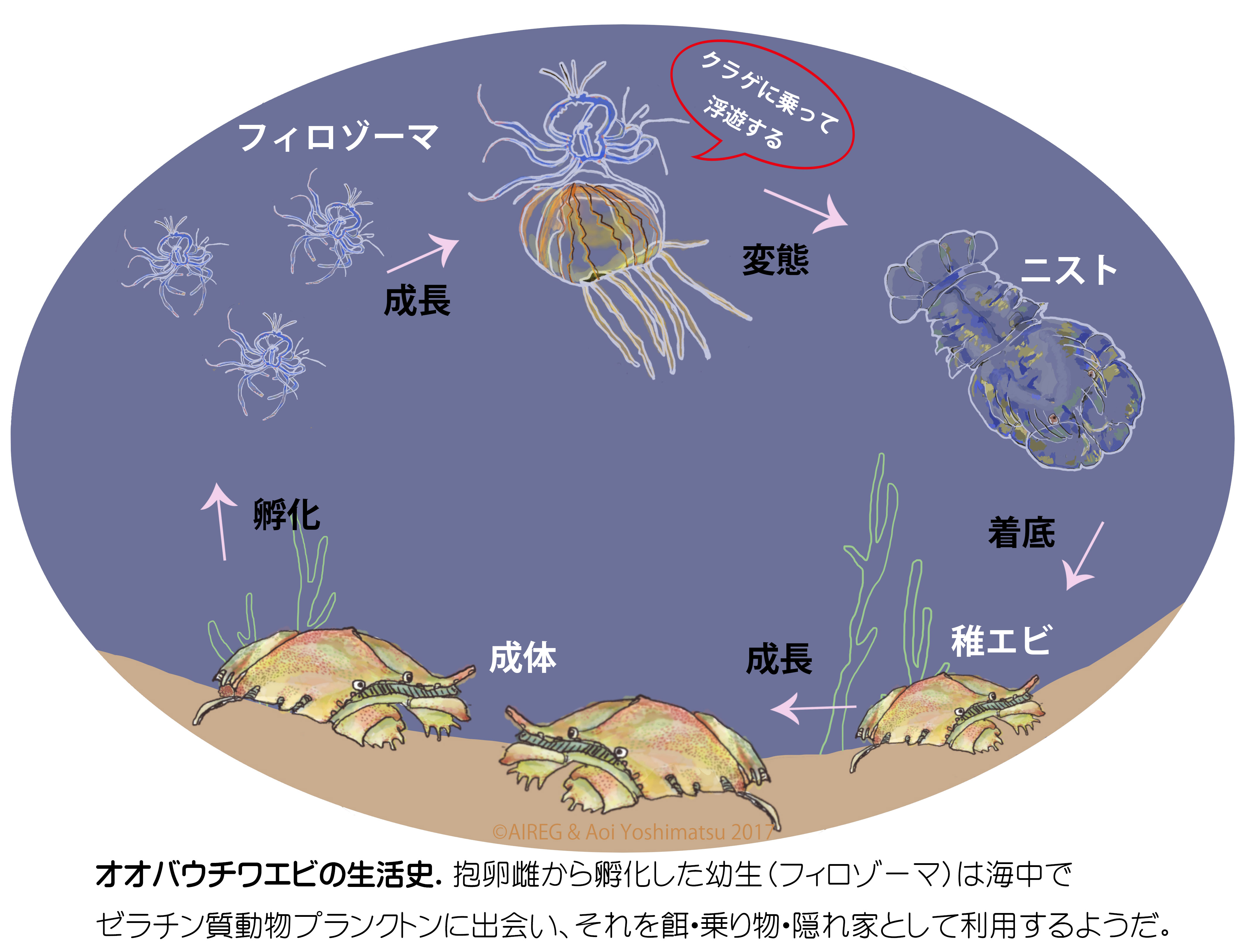 life cycle